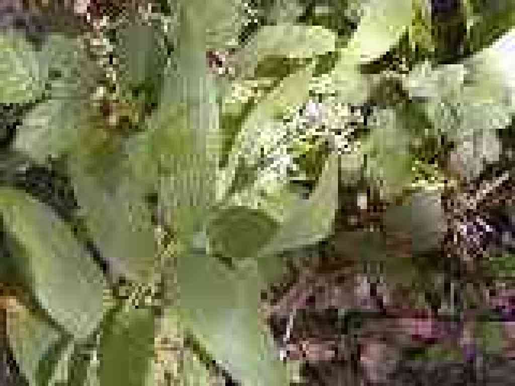 Slim solomon's seal?