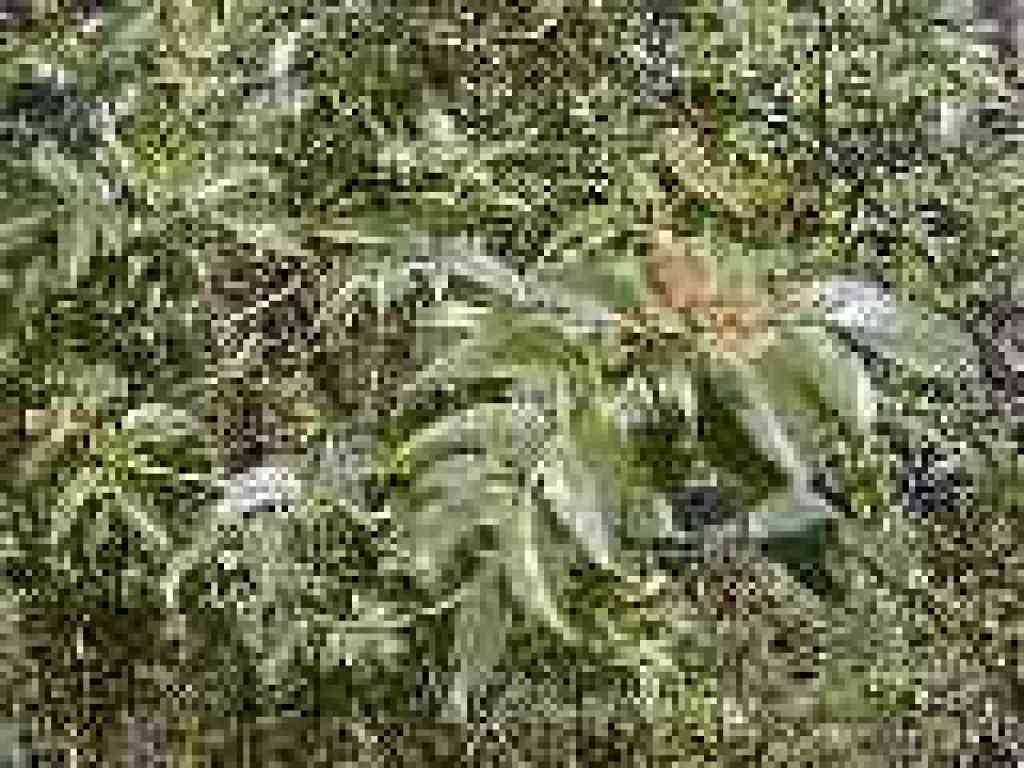 Elderberry
