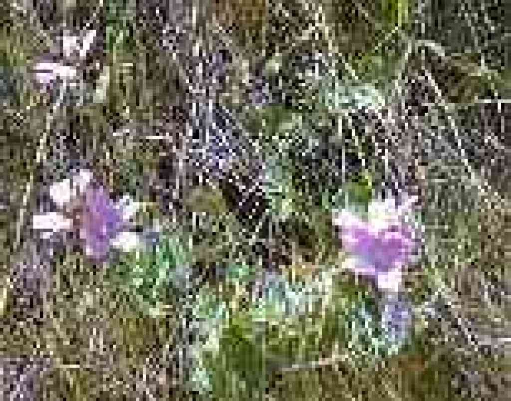 Checkerbloom
