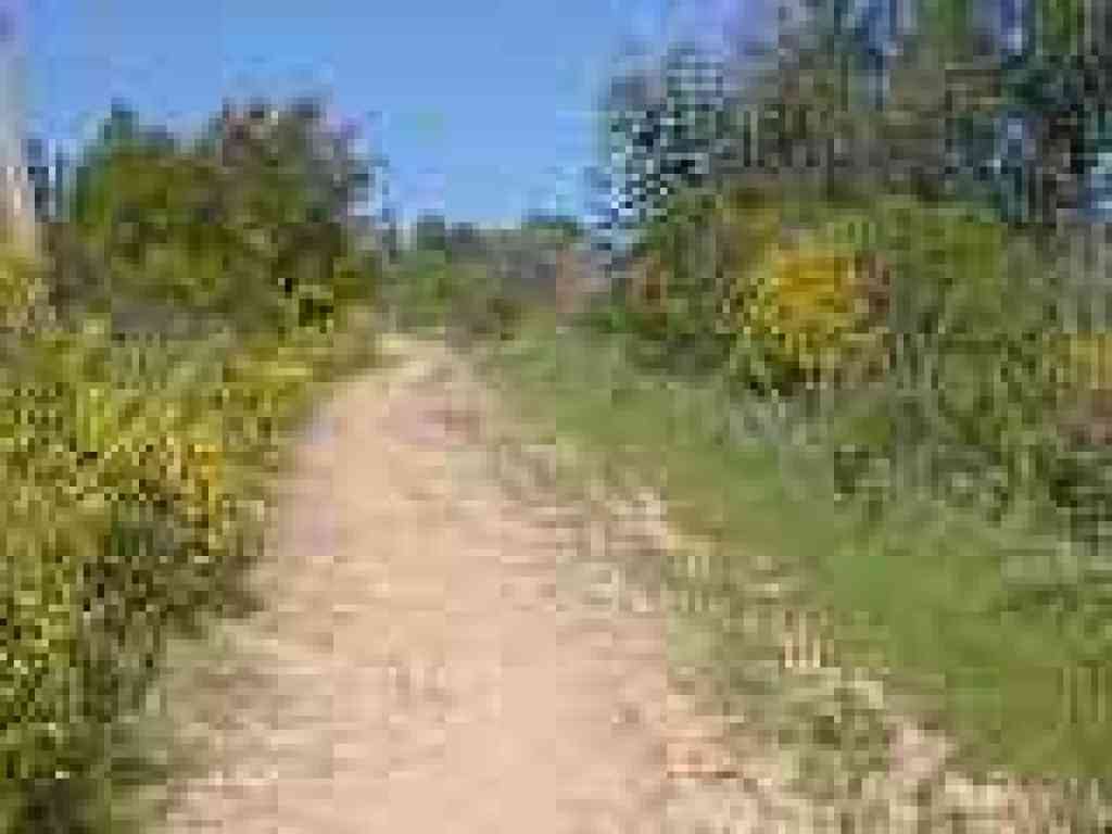 Broom on the sides of the trail