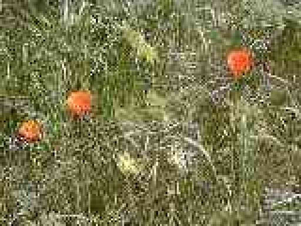 Poppies