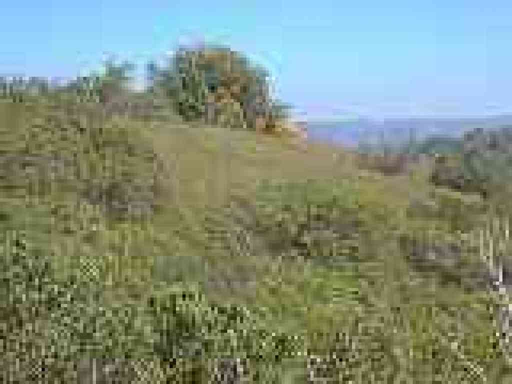 Poppies on the hillside