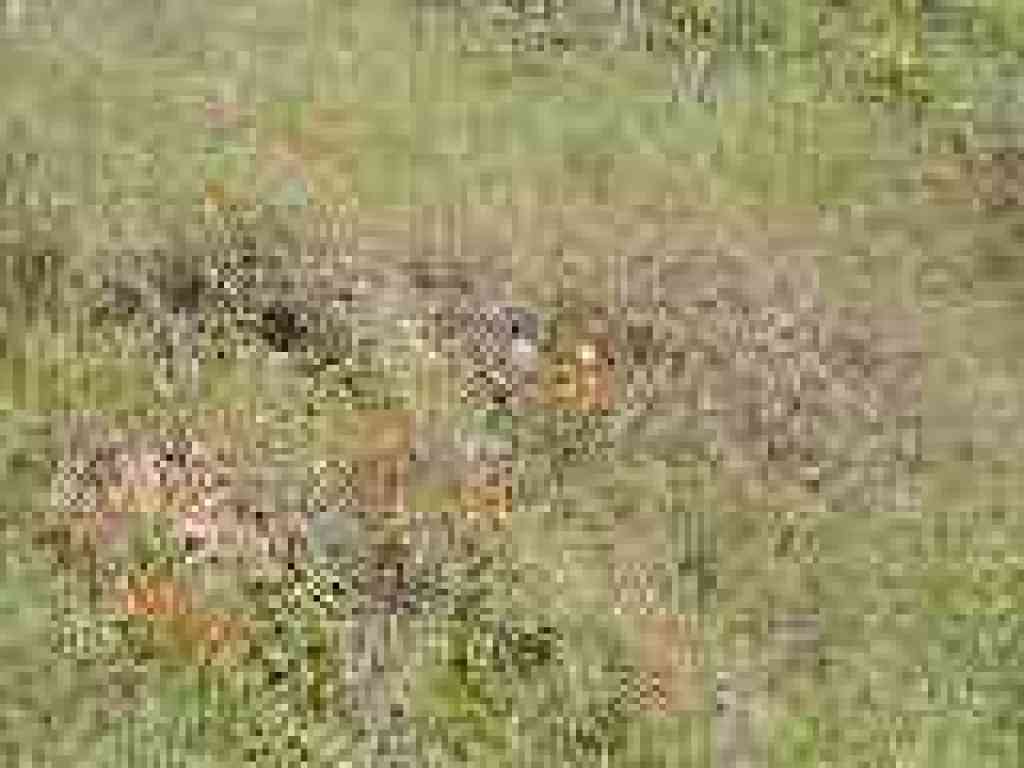 Poppies