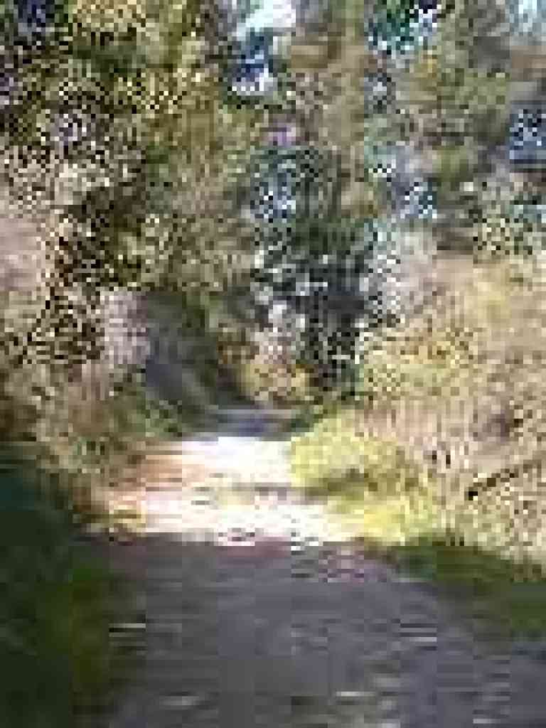 Through pines