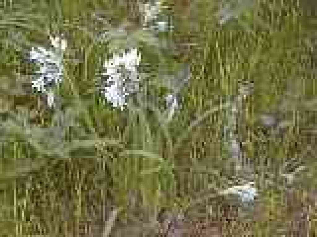 Welsh onion