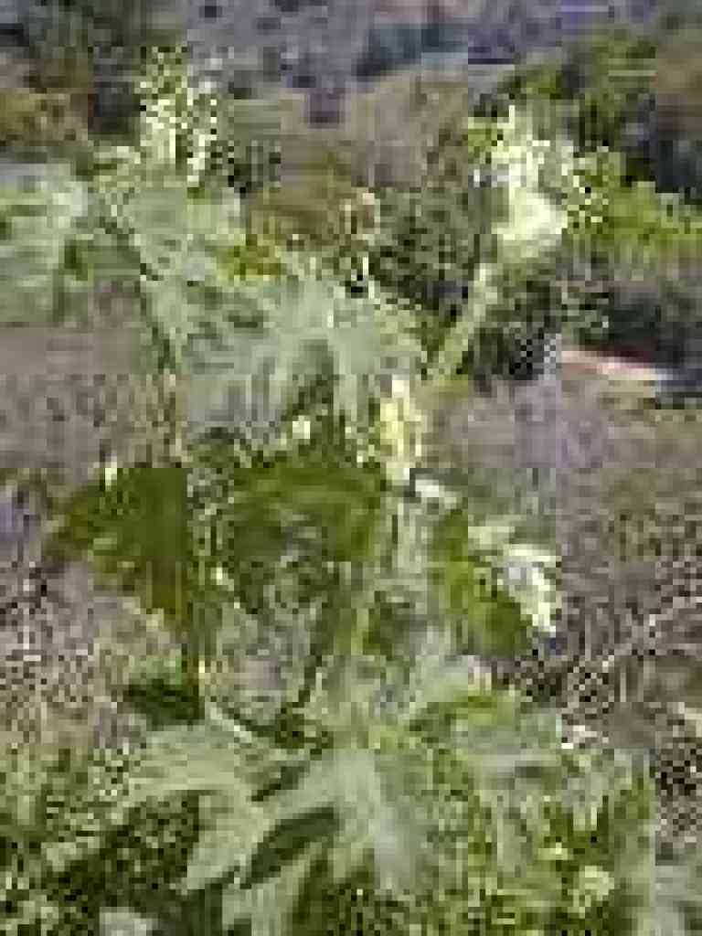 Cow parsnip