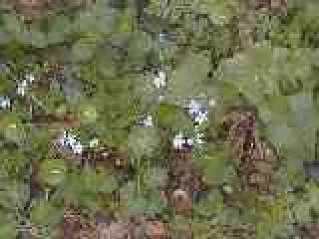 Woodland star
