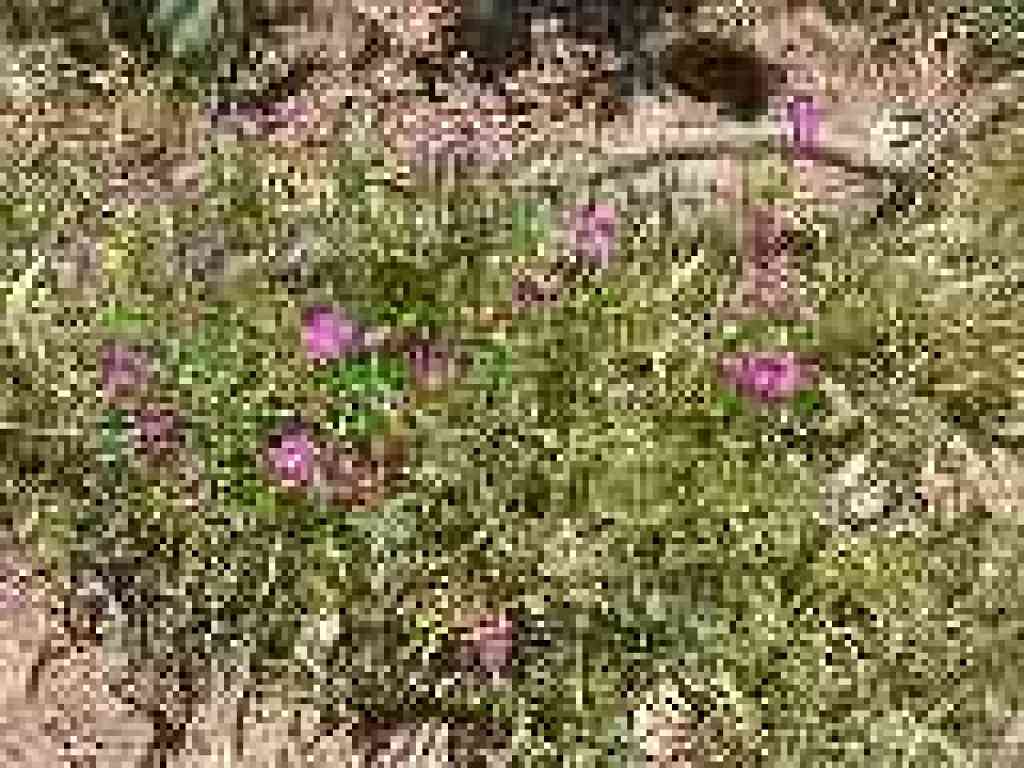 Redmaids