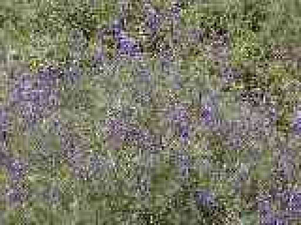 Lupine