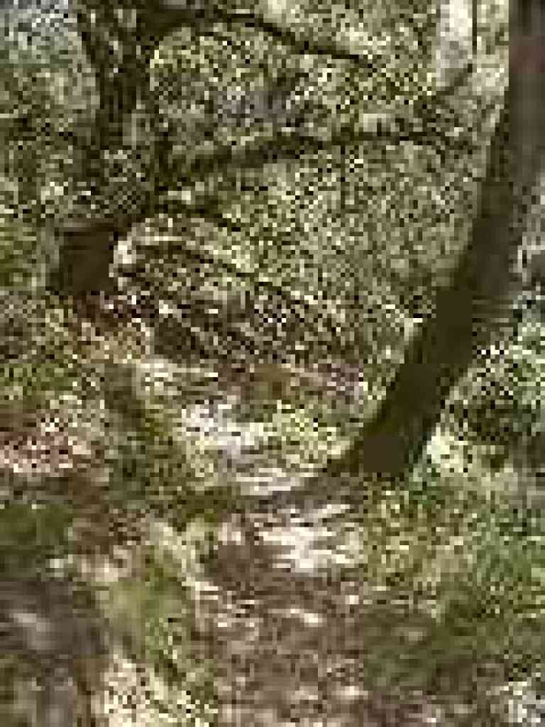 Under the trees