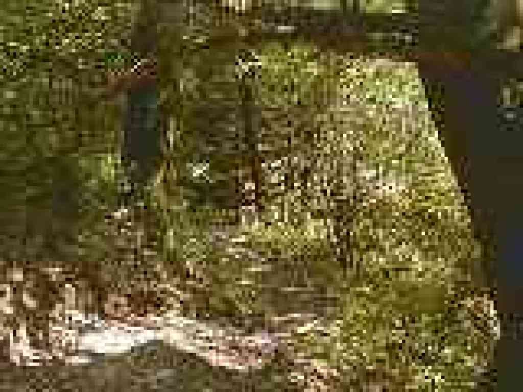 Bridge