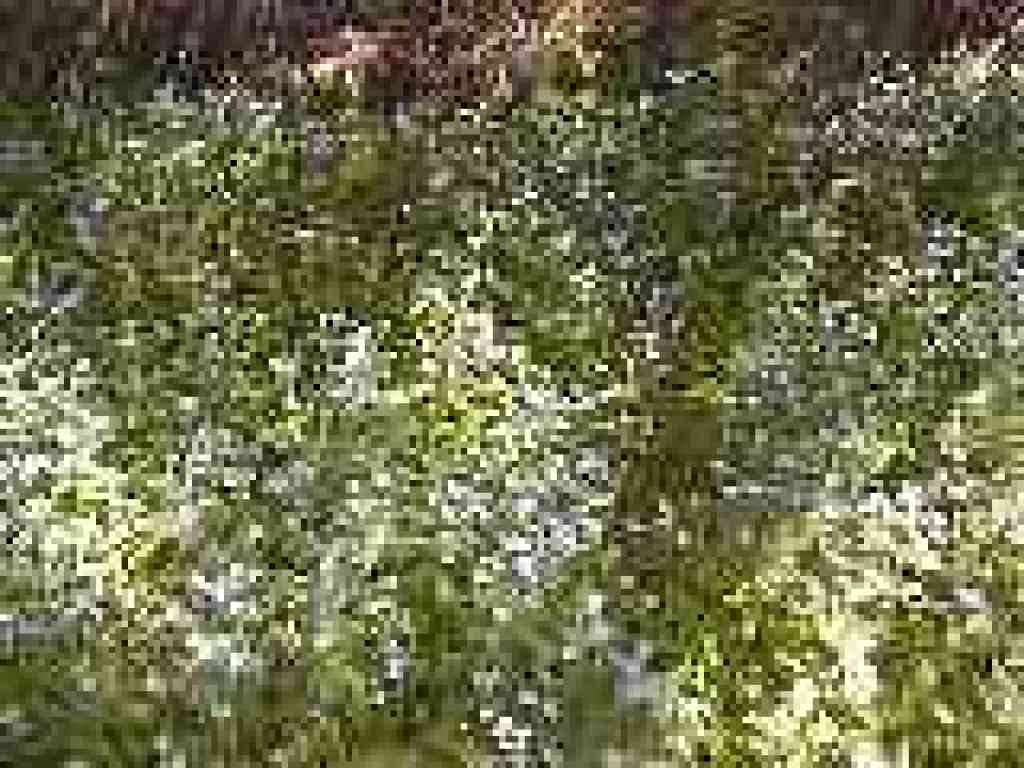 Forget me-nots