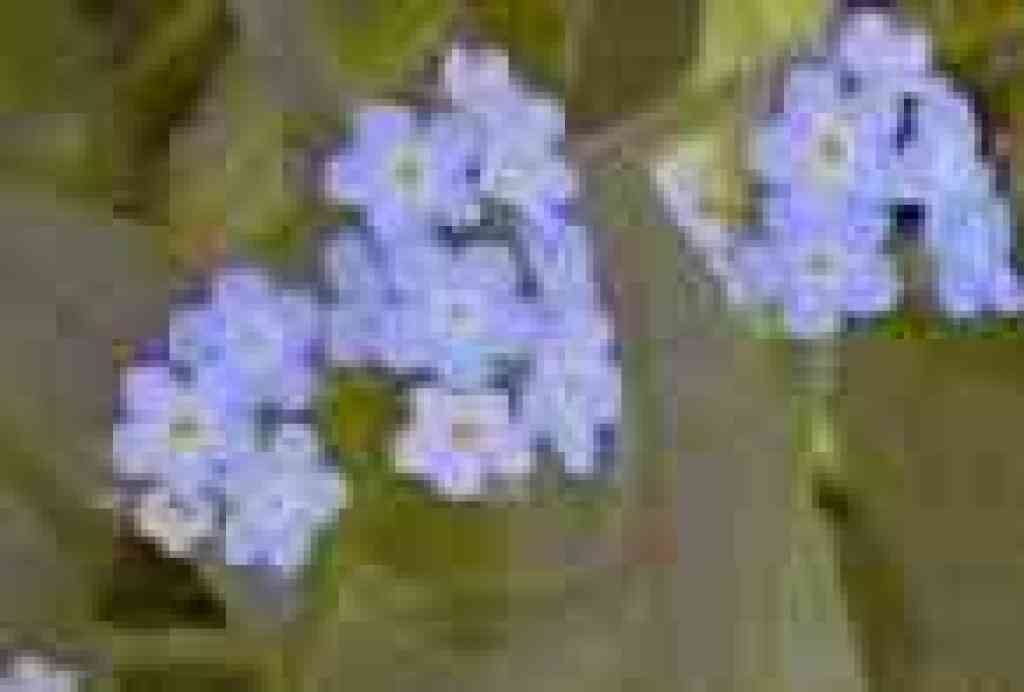 Forget-me-not