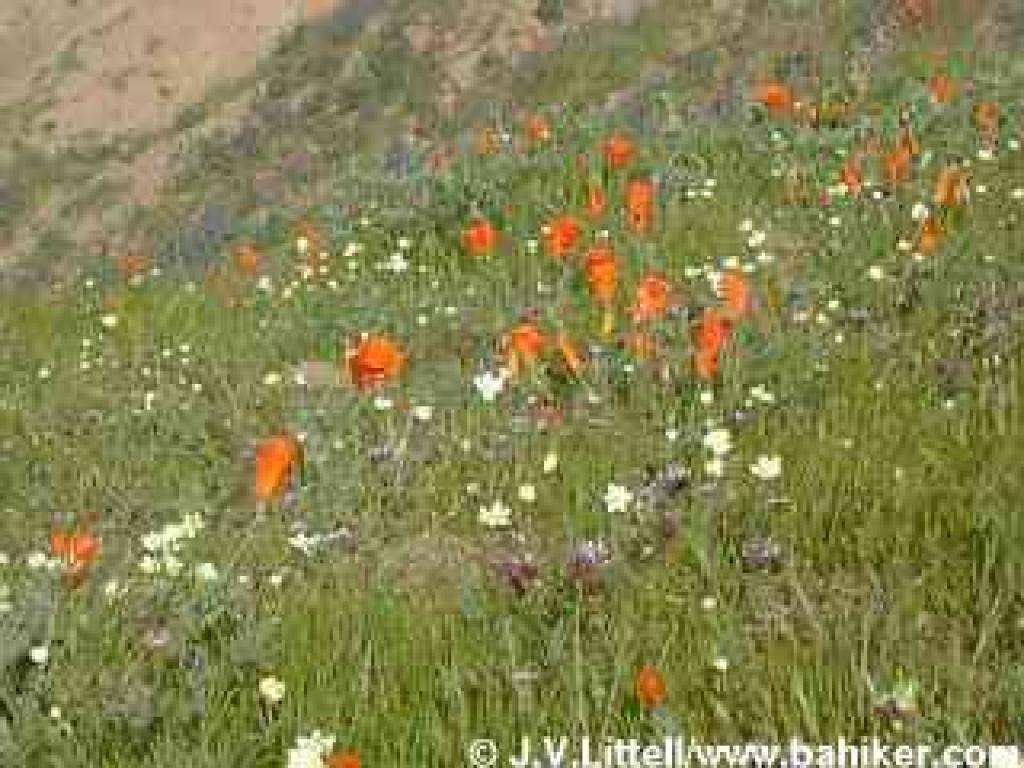 Wildflowers at Briones