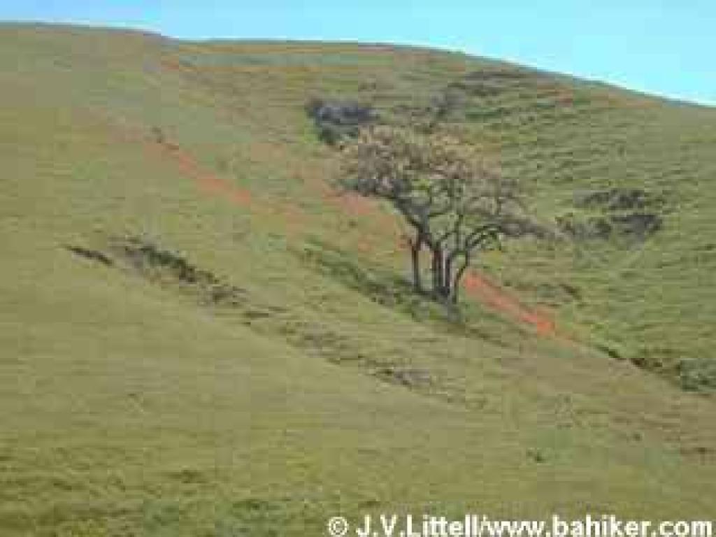 Poppies tint a hillside with an orange glow