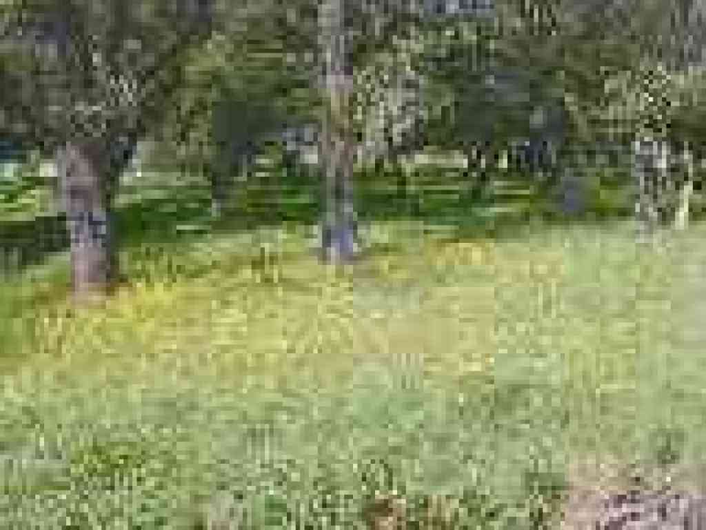 Buttercups