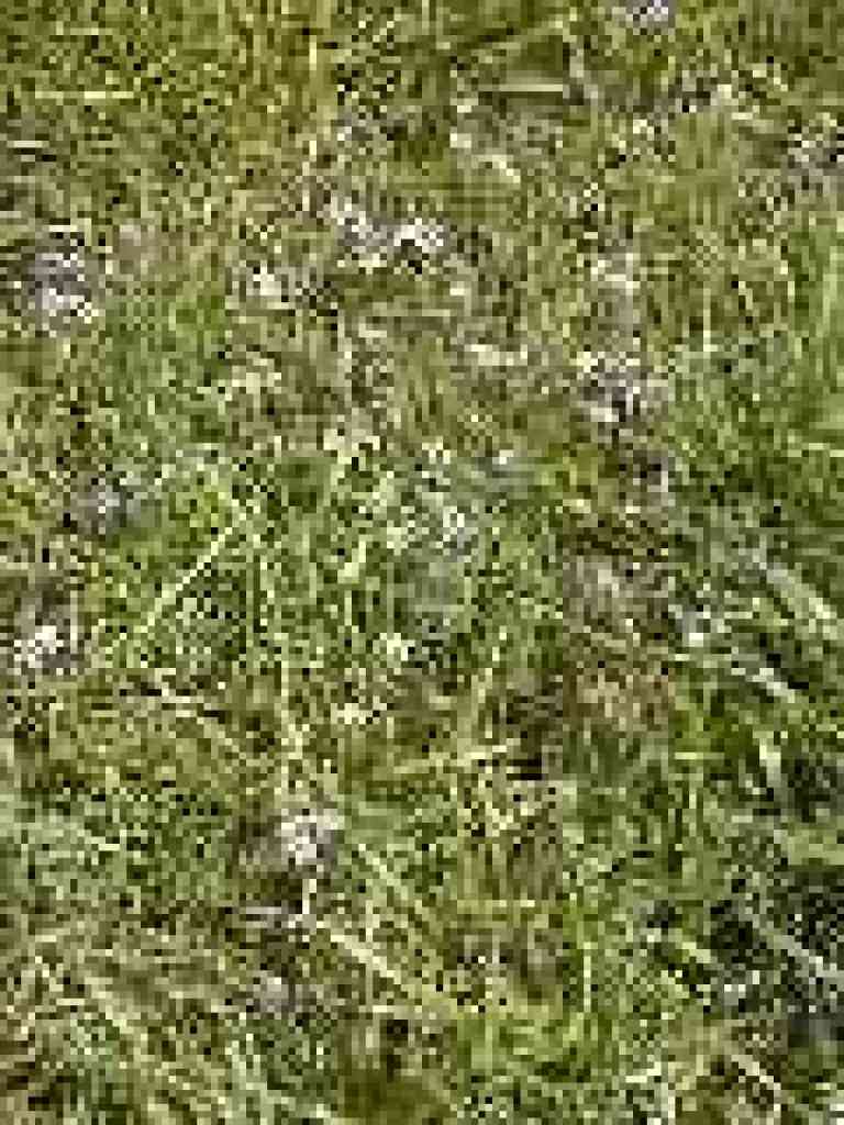 Tiny flowers