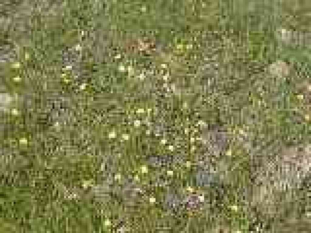 Buttercups and blue-eyed grass