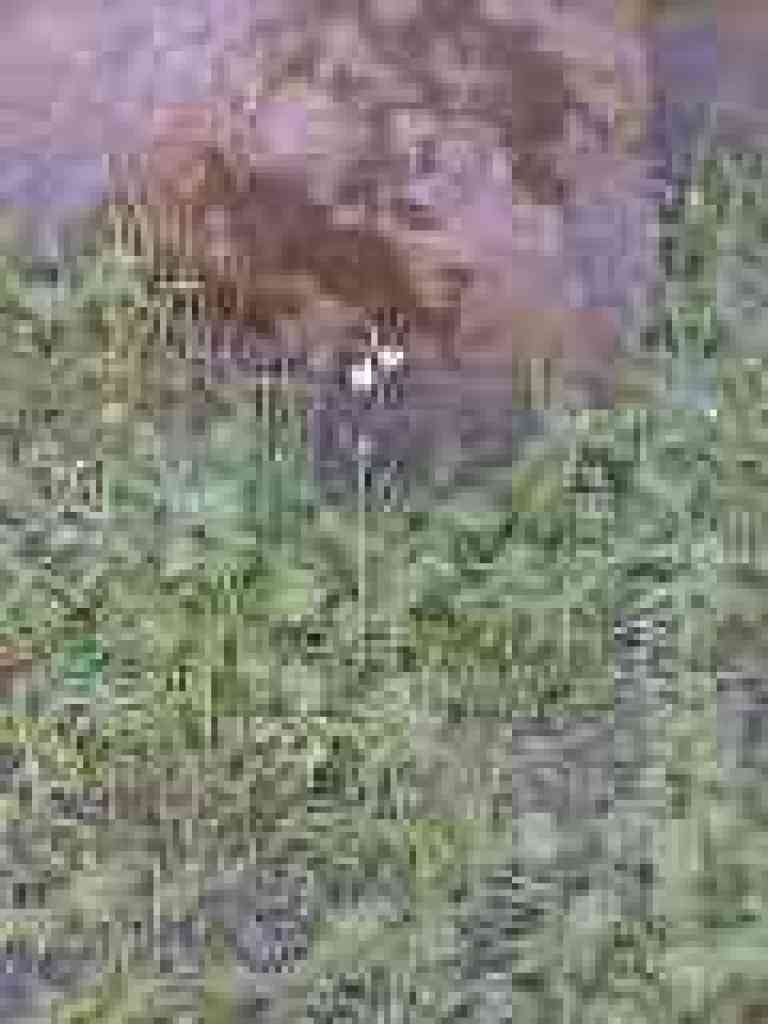 Woodland star