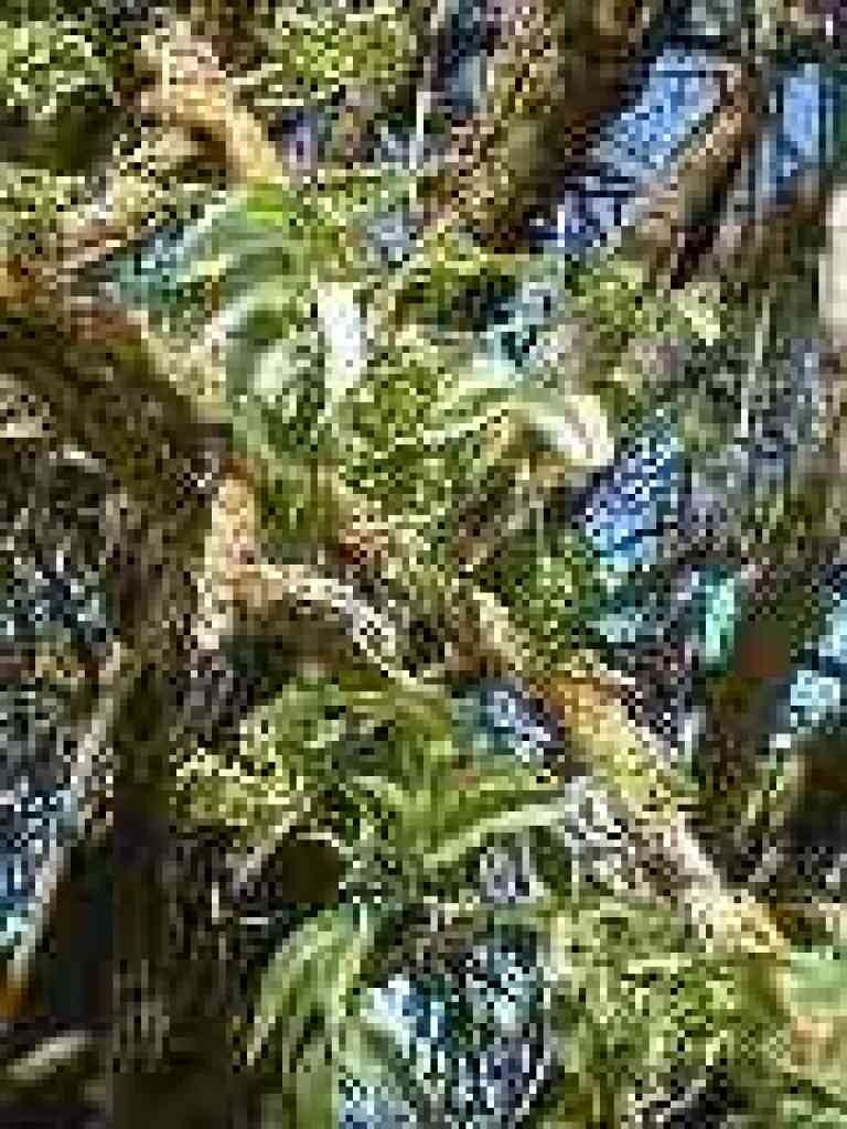 Elderberry