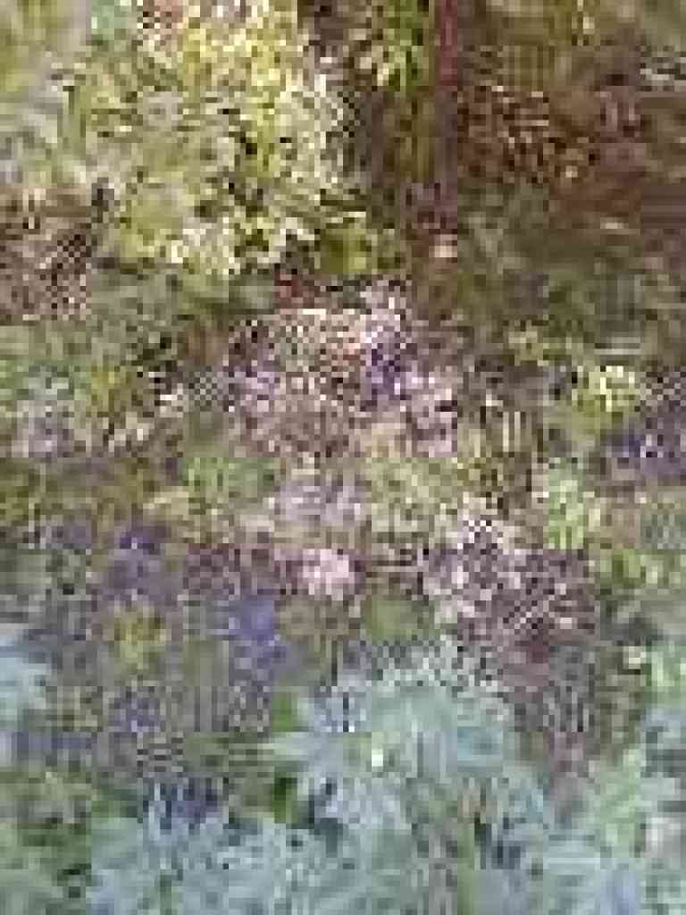 California bay and buckeye leaves