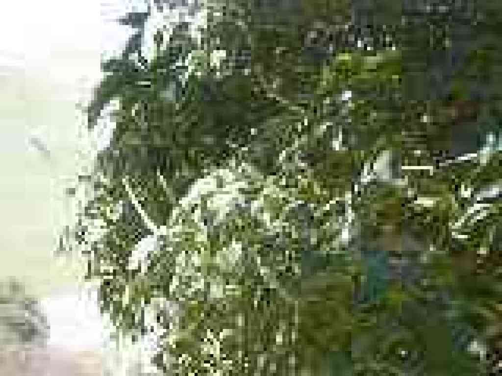 Buckeye