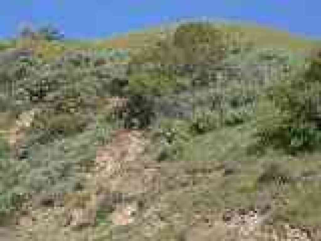 Sagebrush and coyote brush