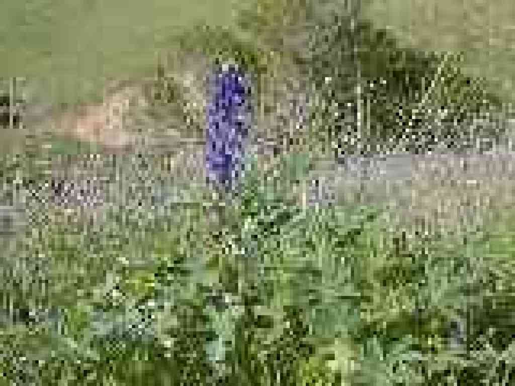 Lupine