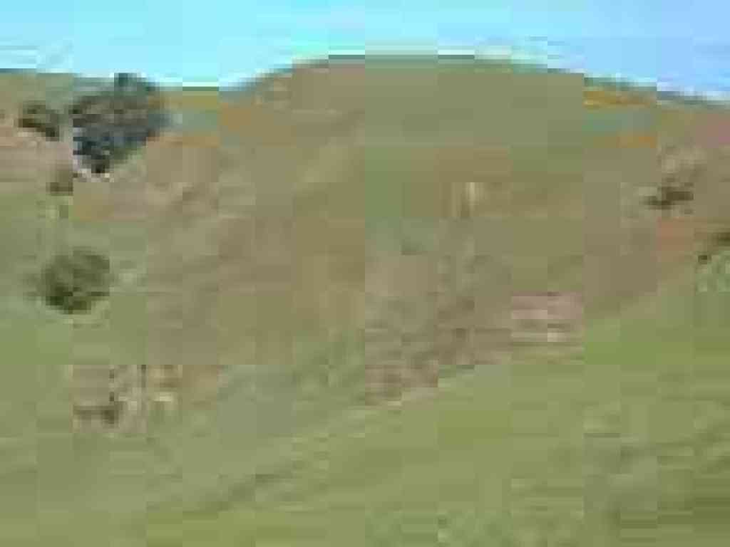 Poppies on hillside