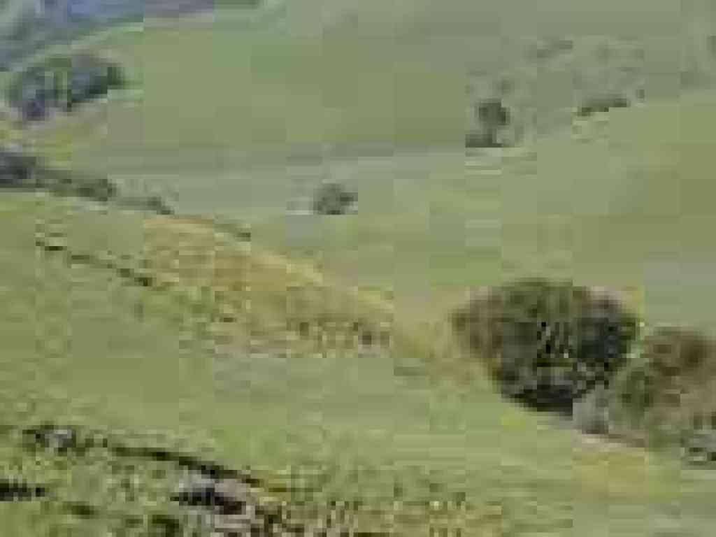 Buttercups on the hillside
