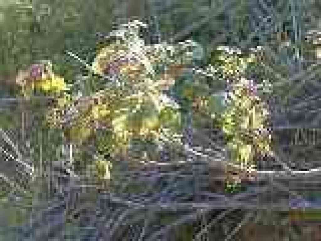 Poison oak