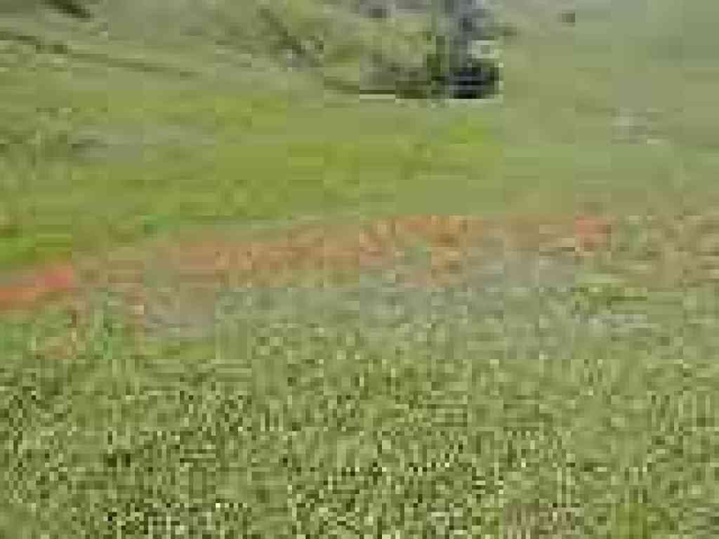 Poppies