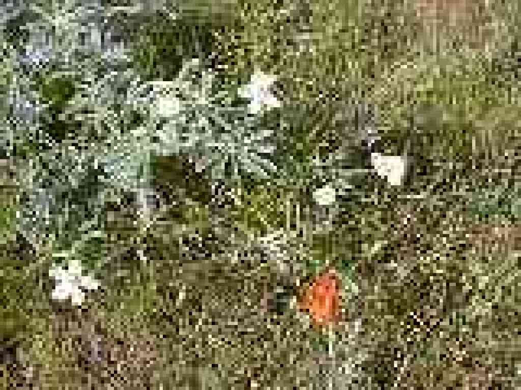 Flower detail