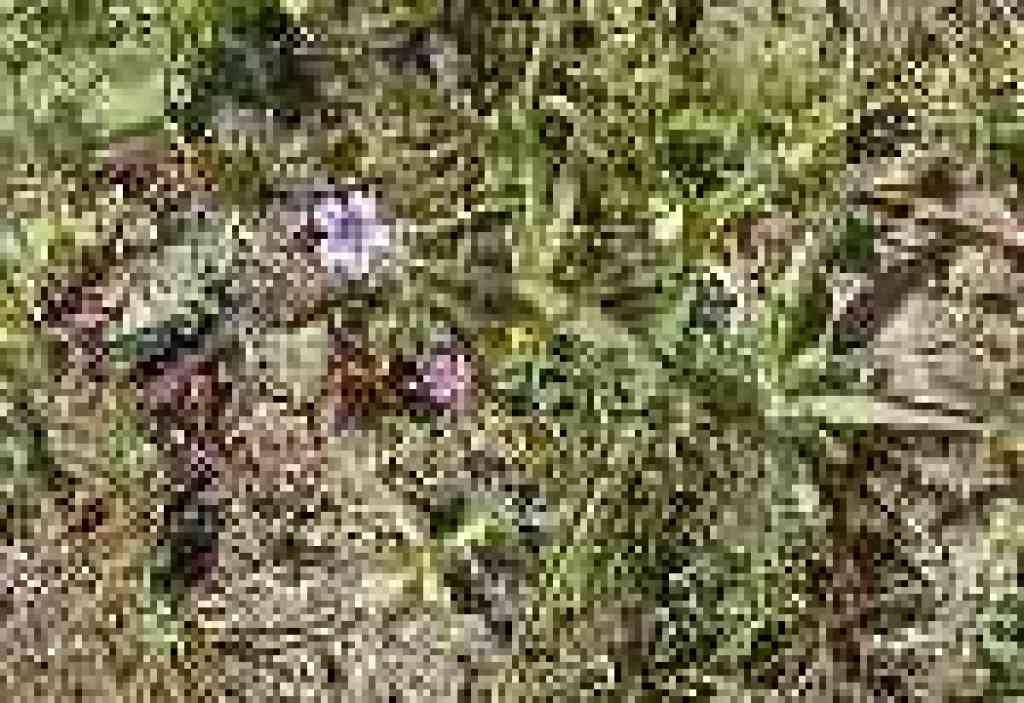 Tiny flowers