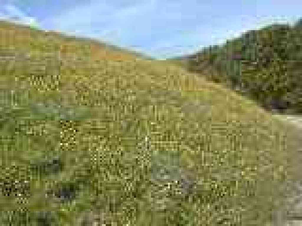 California buttercups