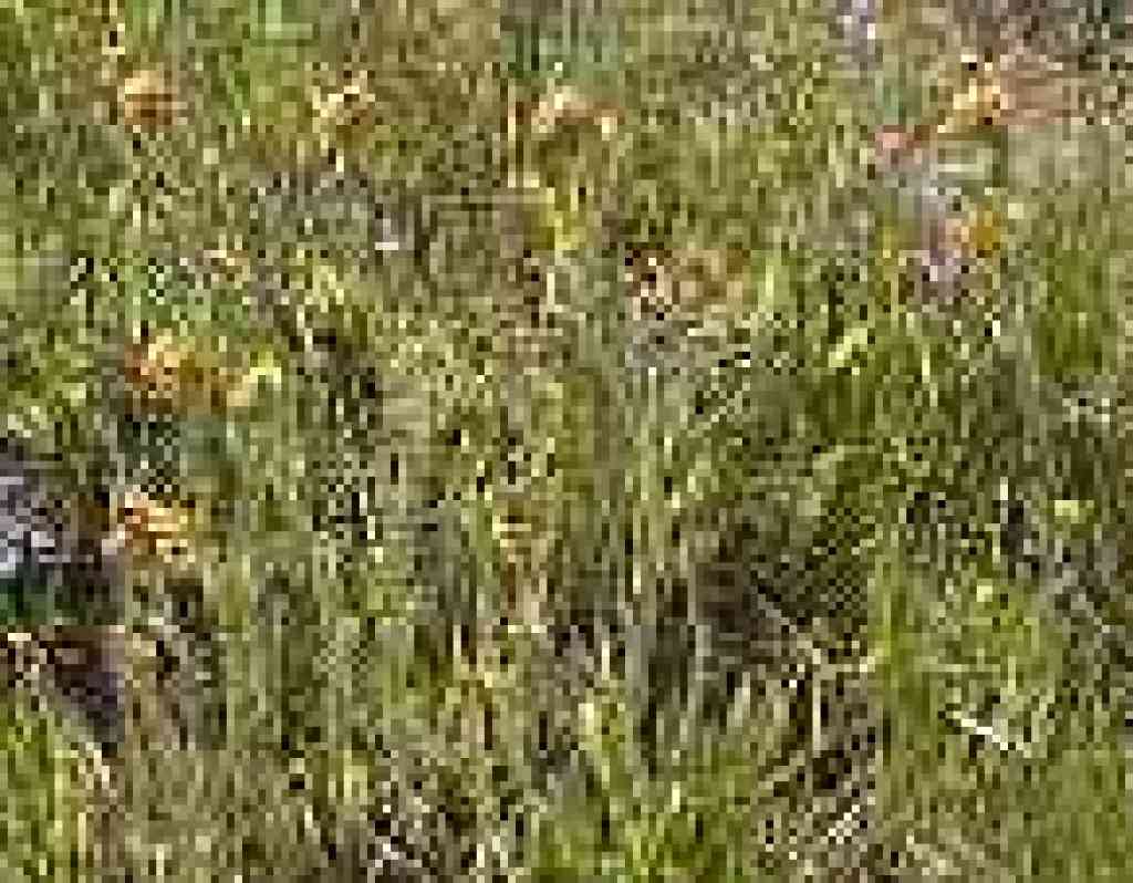 Fiddlenecks