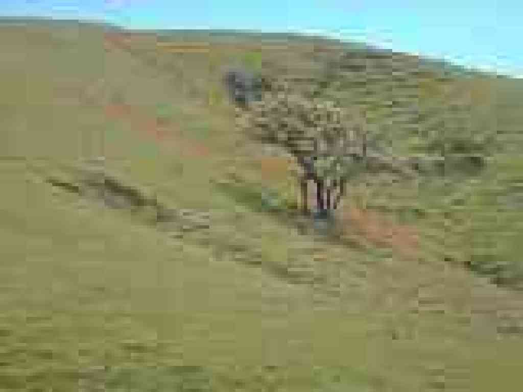 Poppies on a distast hillside