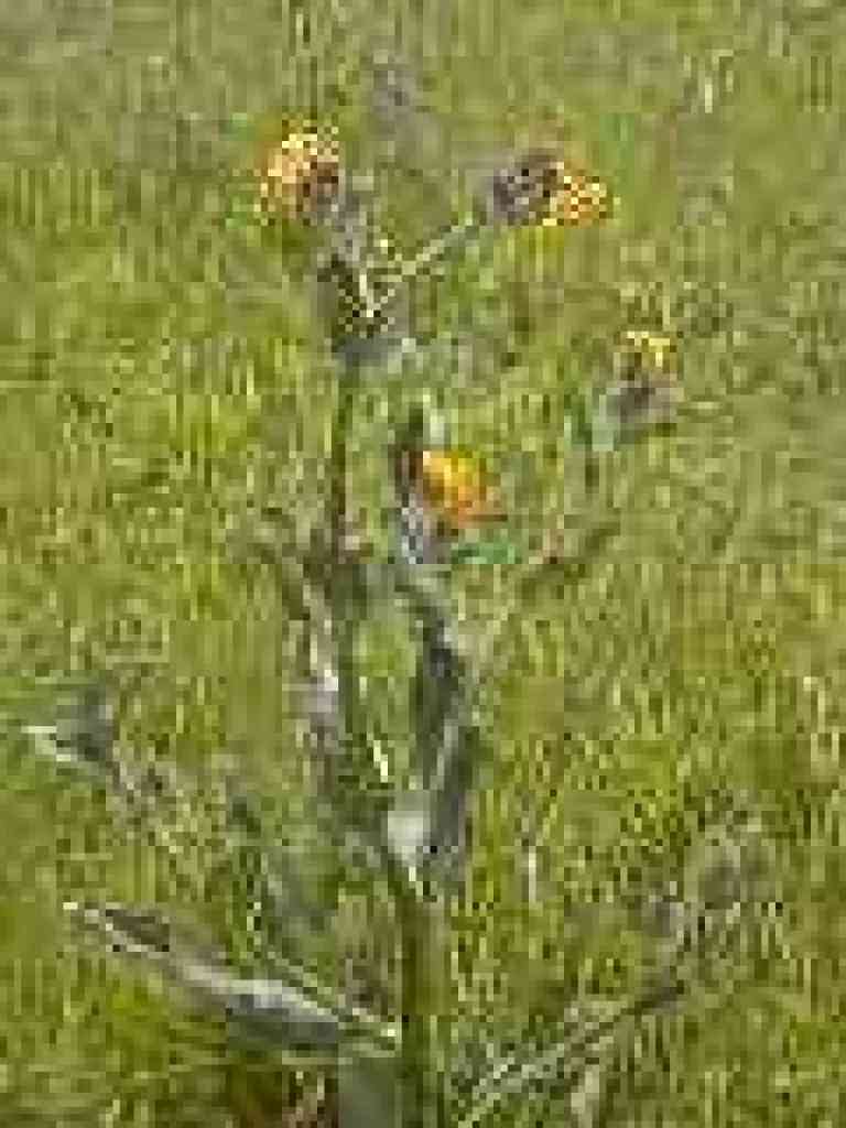 Fiddleneck