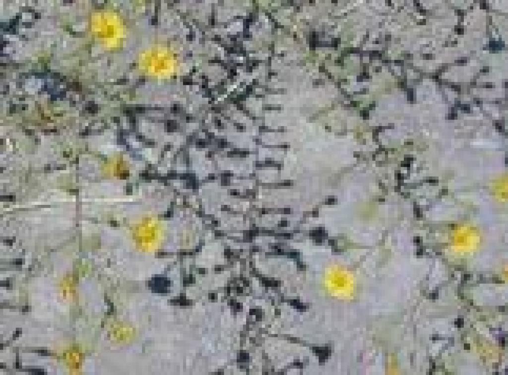 Summer flowers