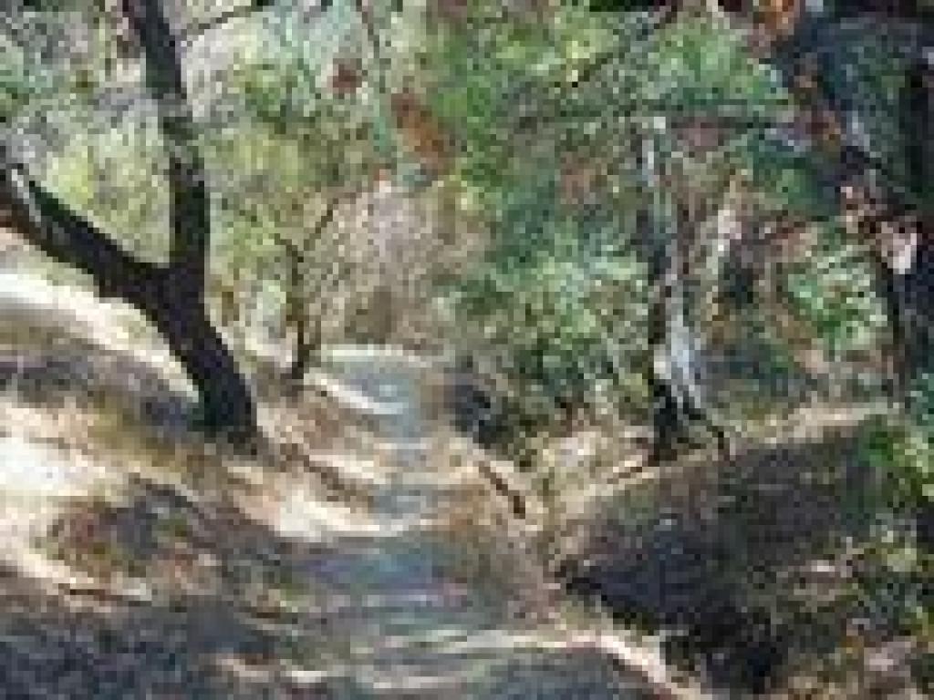 Along a creekbed