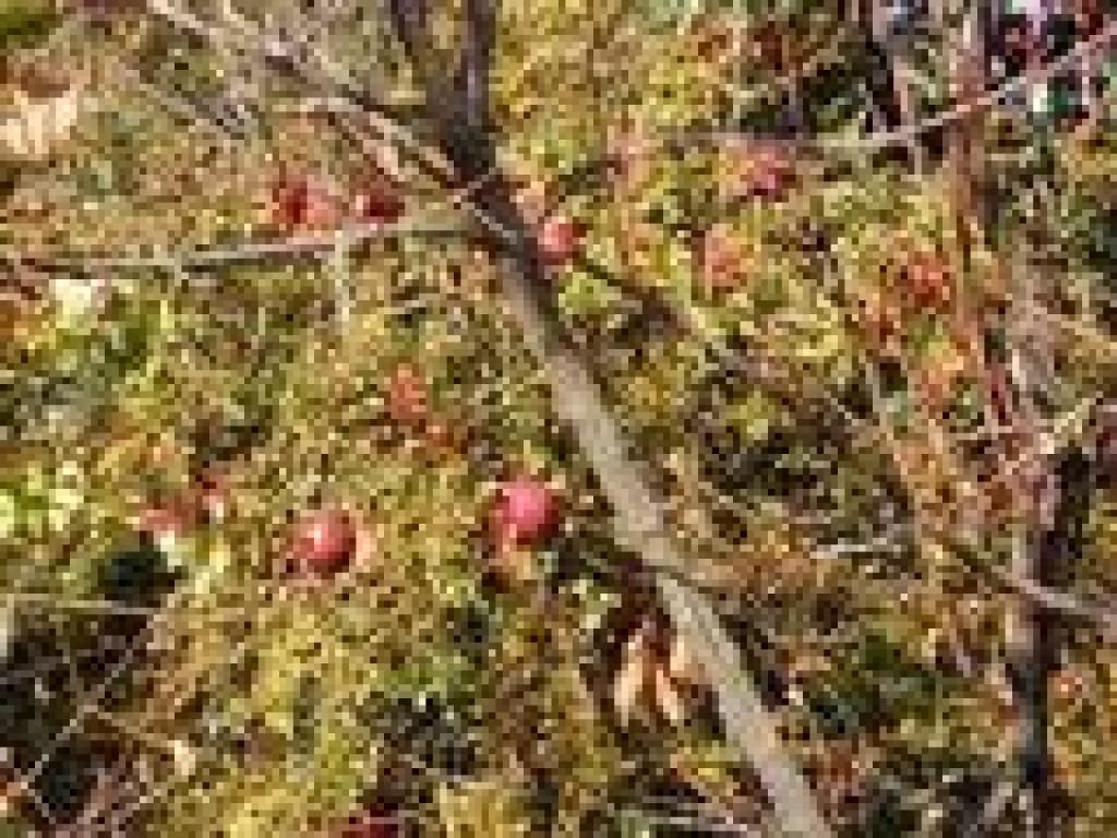 Pomegranates