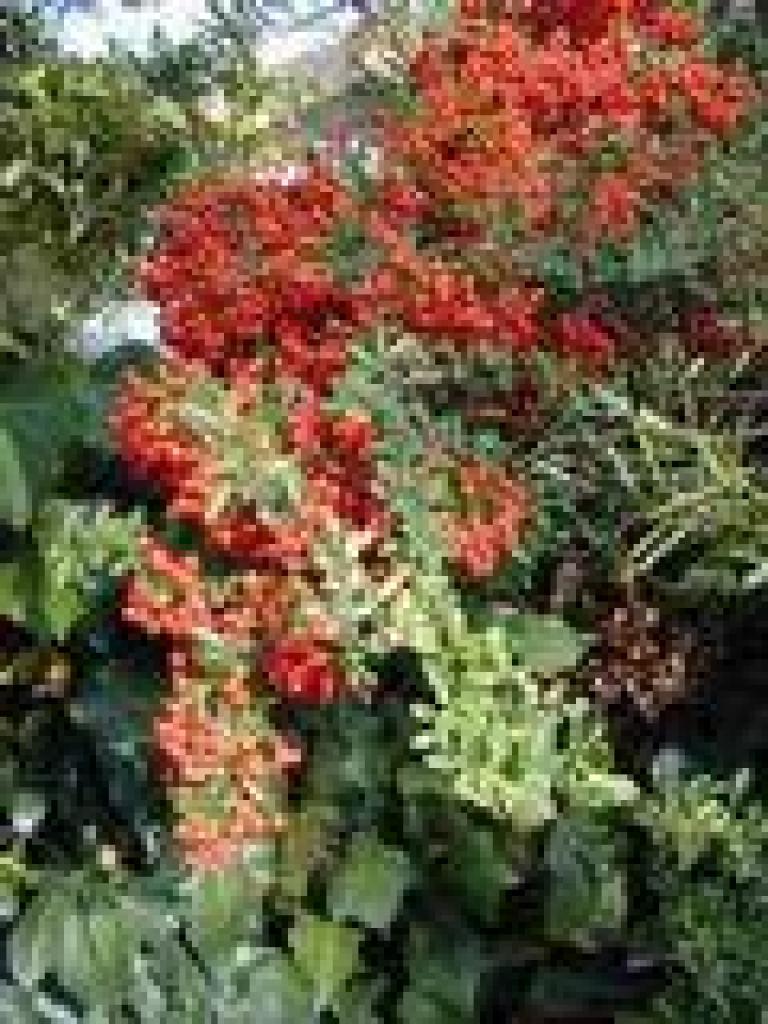Pyracantha