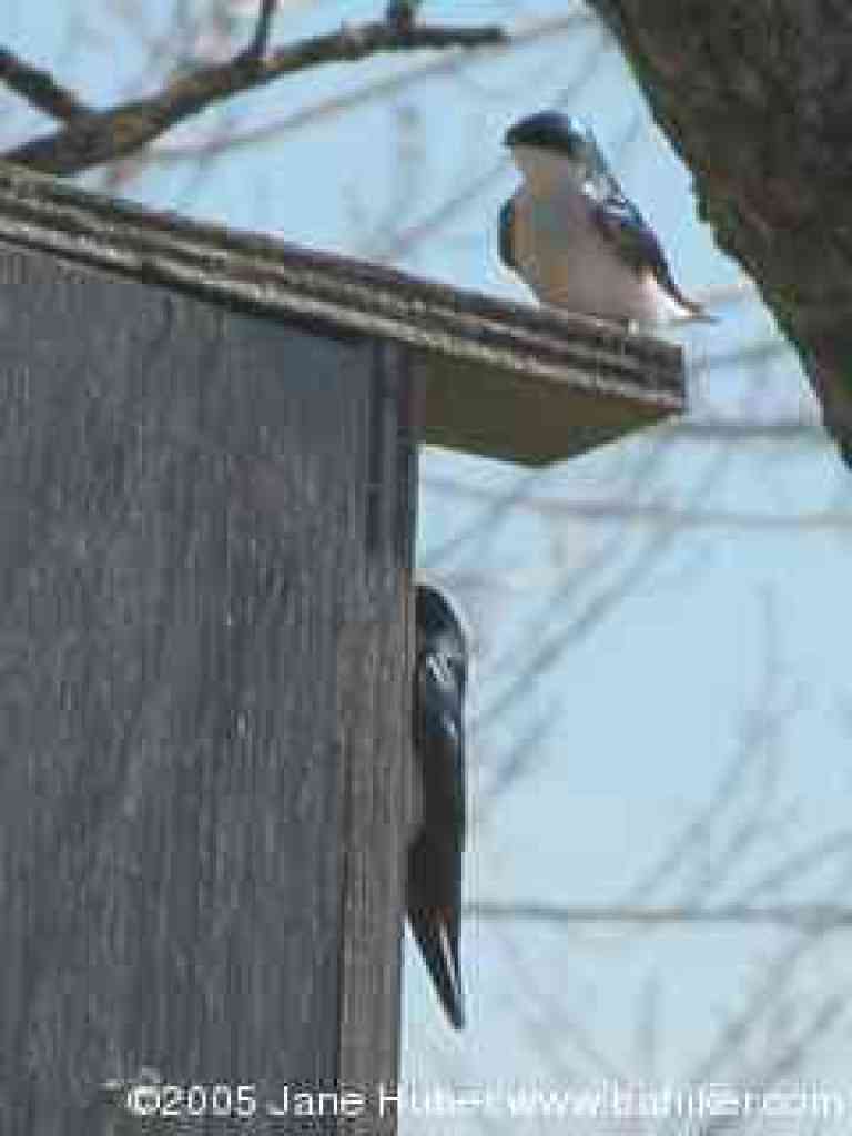 Tree swallows