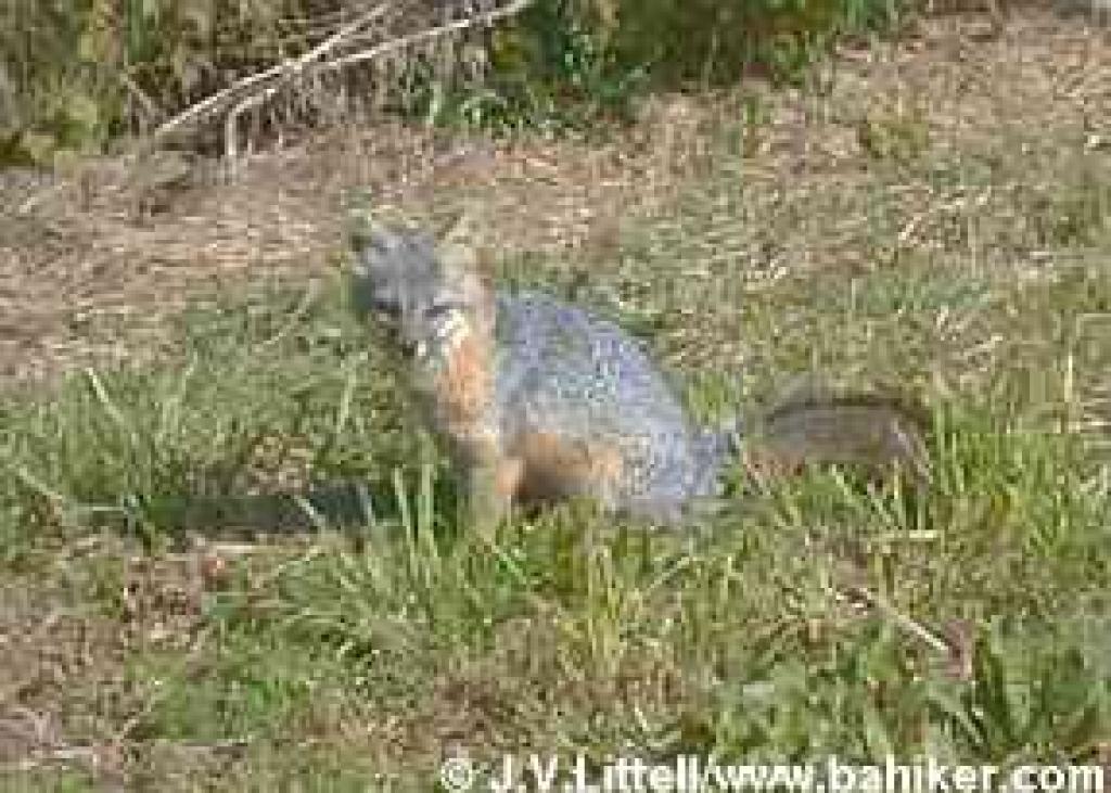 Gray fox