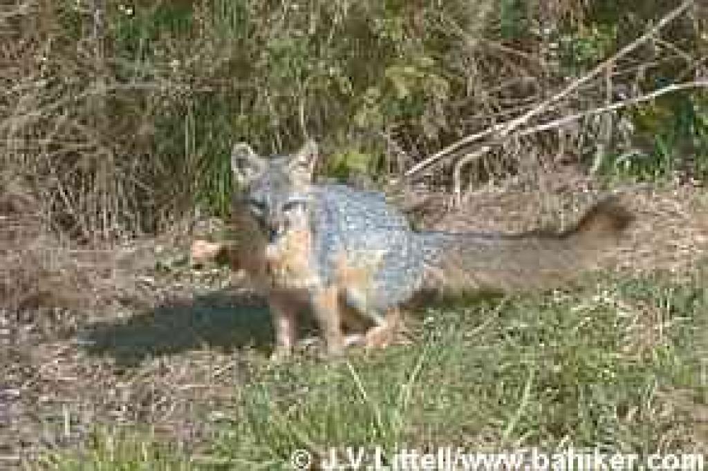 Gray fox