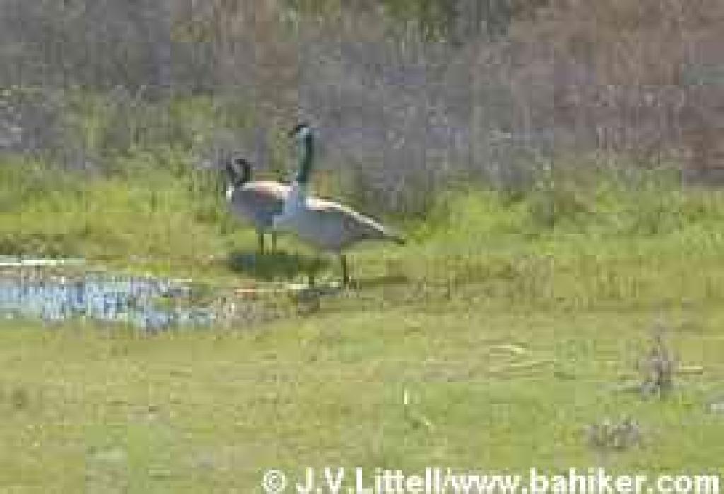 Geese
