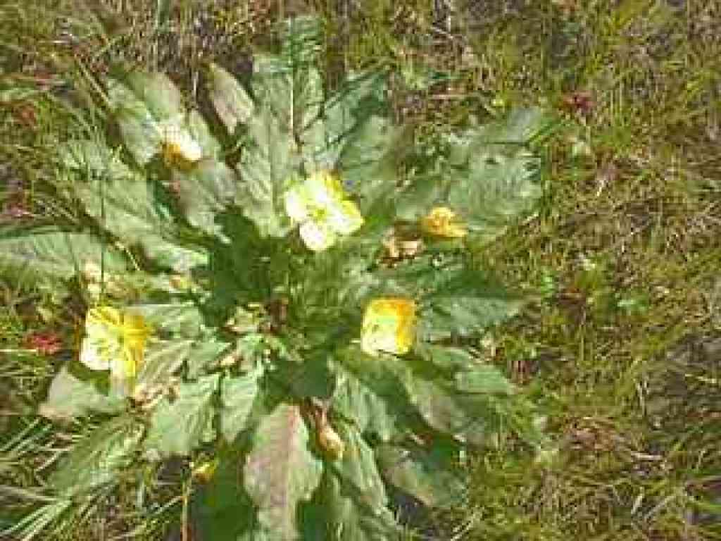 Suncups