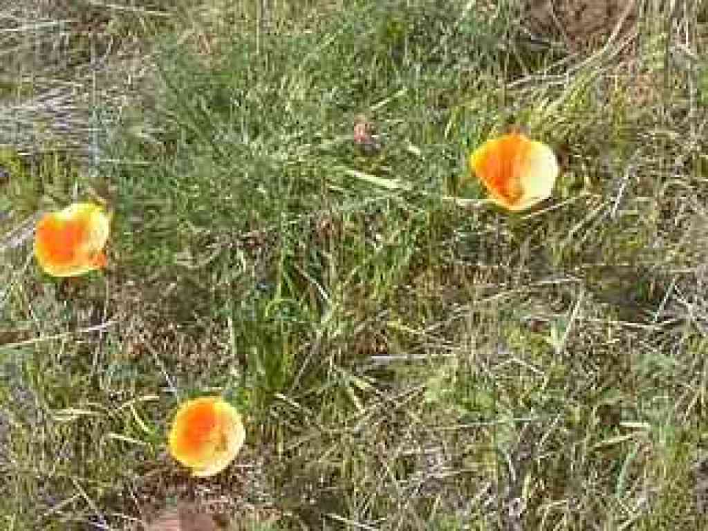 Poppies