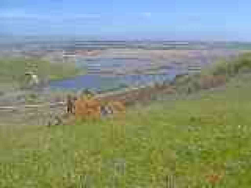 Poppies and a view to the marsh