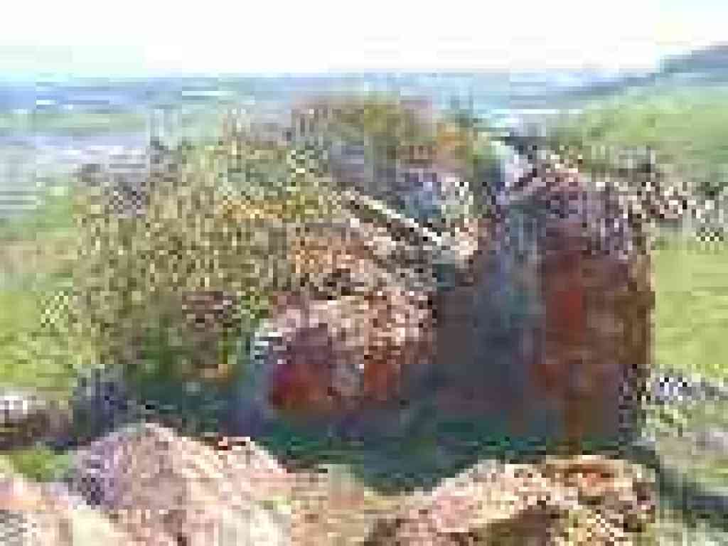 Rocks and poison oak